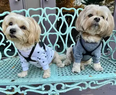 Pet Puppy Dog Sitting/ Pet Boarding Daycare , View more