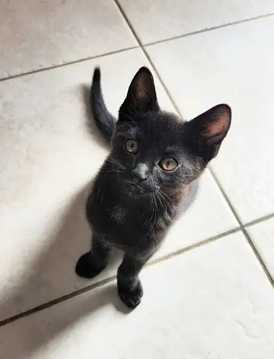 Kittens for sale, View more