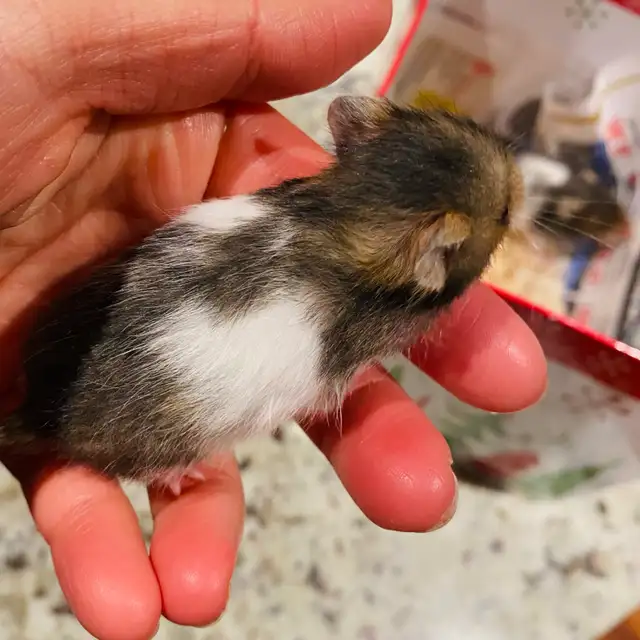 Baby Hamsters in Other Pets for Rehoming in Calgary - Image 3