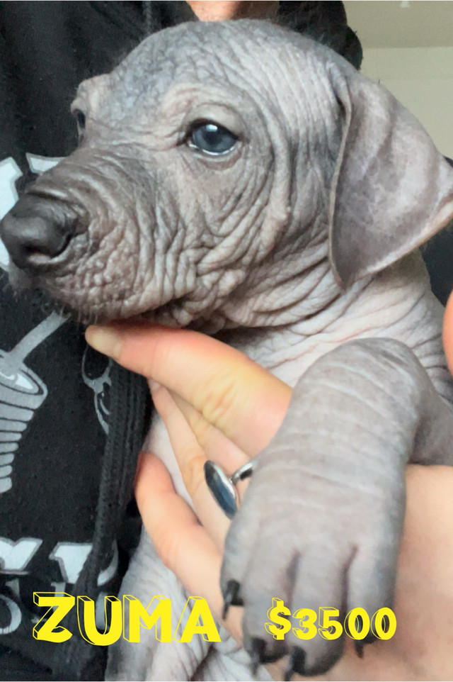 Very rare Xoloitzcuintli pups (Mexican Hairless Dogs) in Dogs & Puppies for Rehoming in Downtown-West End