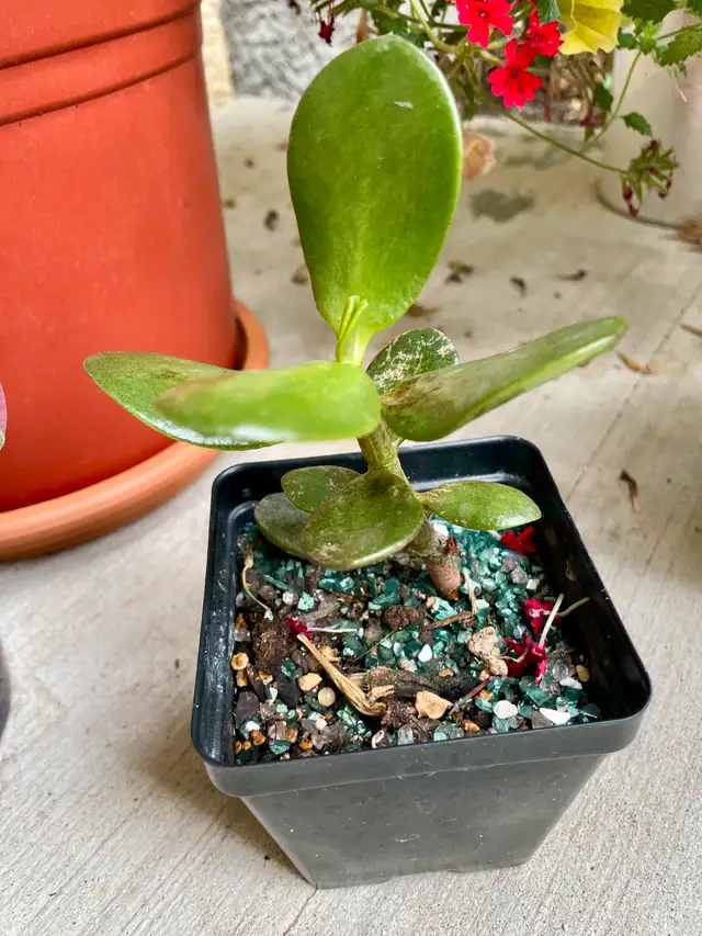 JADE PLANTS63417636007169121