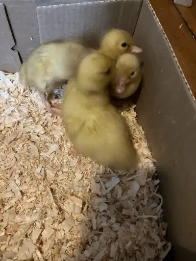 Snowy call ducklings, View more