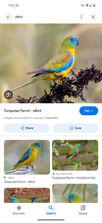 Looking for a male Turquoisine parakeet