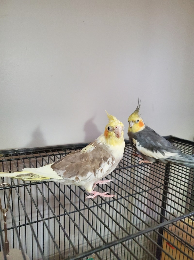 Male and female cocaktiels Birds for Rehoming Edmonton Kijiji