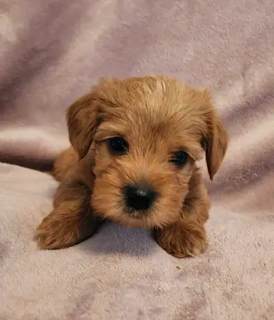 A Cup Of Love-Tiny 6 Week Old Maltipoos Ready To Go Today, View more