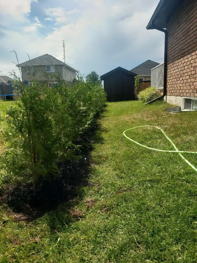 Cedar Hedge Planting or Delivery  in Plants, Fertilizer & Soil in Trenton - Image 3