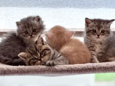 Purebred British Shorthair Kittens, View more