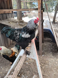 Purebred Brahma roosters for sale. 