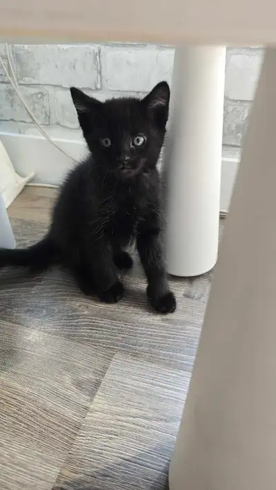 1 ♡ 3 mth old Sweet & Playful Kitten Ready for Their New Homes, View more