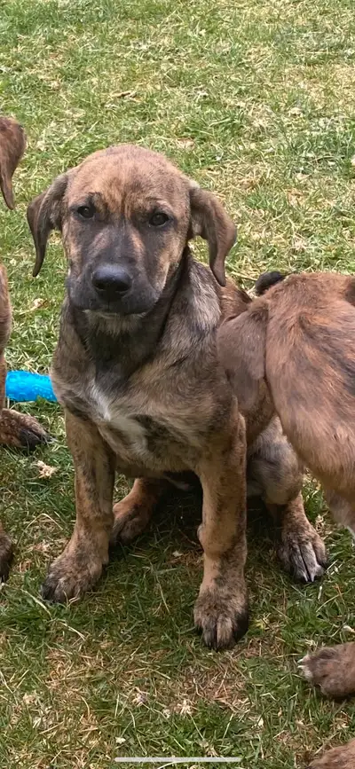 English mastiff cross Serbian mastiff puppies, View more