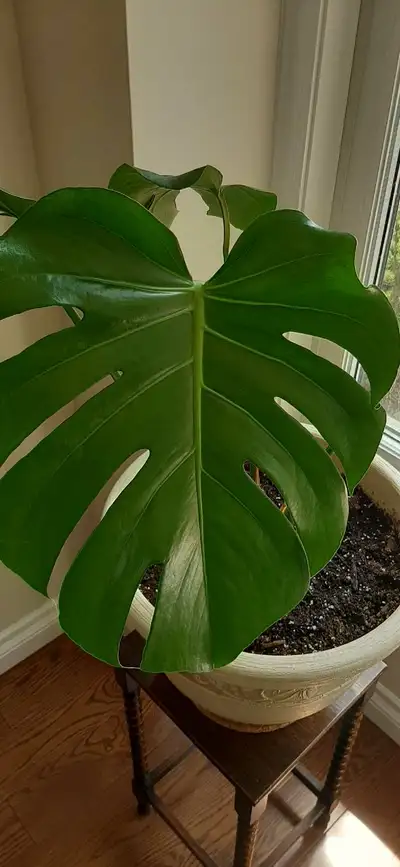 Monstera Deliciousa Potted for Sale, View more