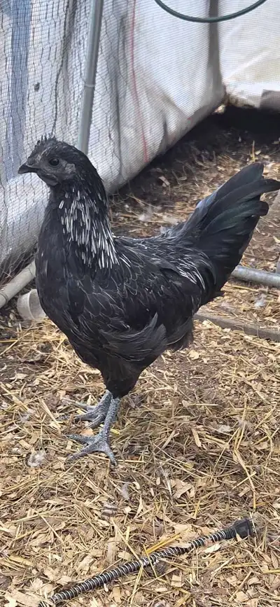 2- 12 week old roosters, View more