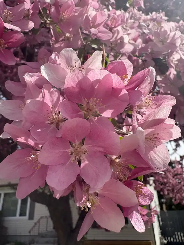 Spring CLEAN UP and lawn care in Lawn, Tree Maintenance & Eavestrough in Calgary - Image 5