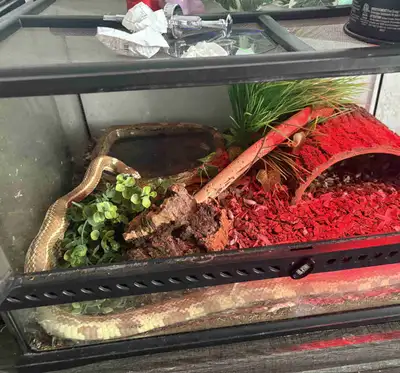 California king snake for sale, View more