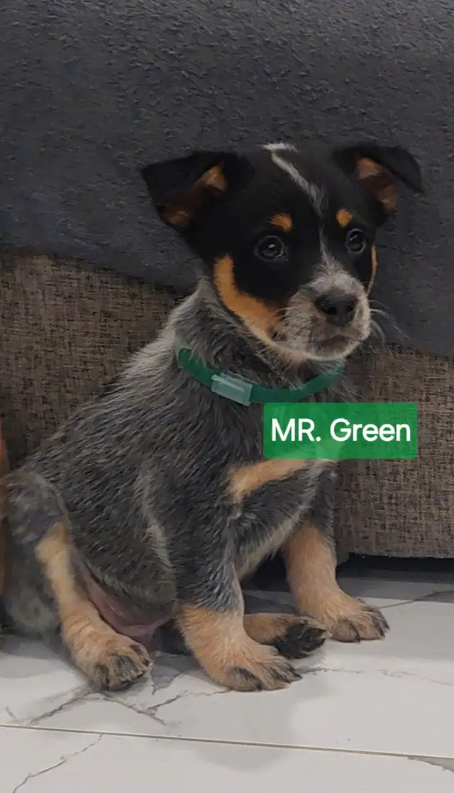 FULL breed australian cattle puppies (blue&red heeler) for sale in Dogs & Puppies for Rehoming in Mississauga / Peel Region - Image 4