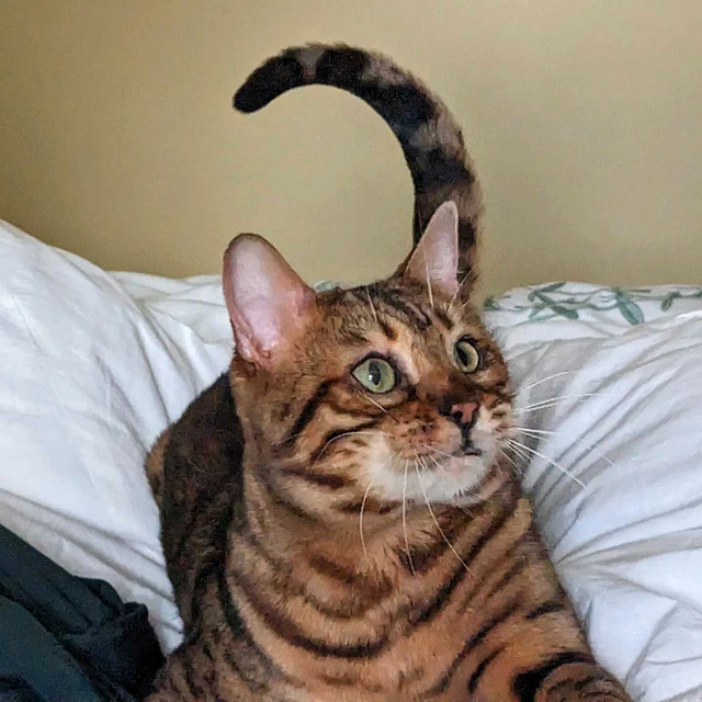 Male Bengal in Cats & Kittens for Rehoming in Markham / York Region