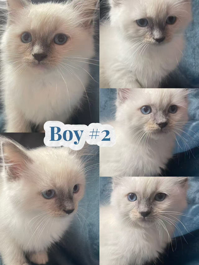 Beautiful Purebred Ragdoll Kittens Looking For Adoption in Cats & Kittens for Rehoming in Vancouver - Image 2