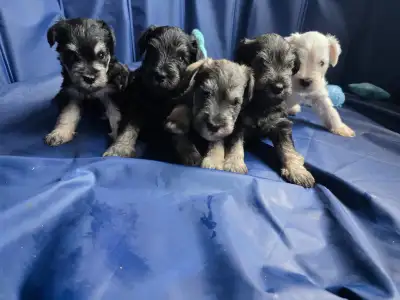 Purebred Miniature Schnauzer Puppies – 2 Males & 2 Females Avail, View more
