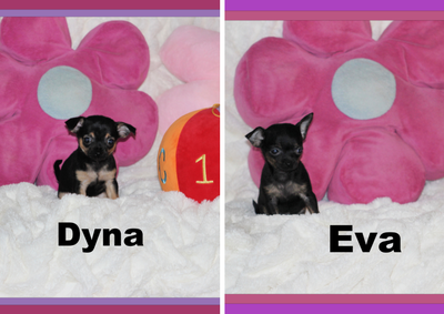 Chihuahua❤️ Femelle mini ❤️100% Garantie Top Qualité, View more