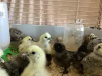 Silkie and sizzle chicks and hatching eggs