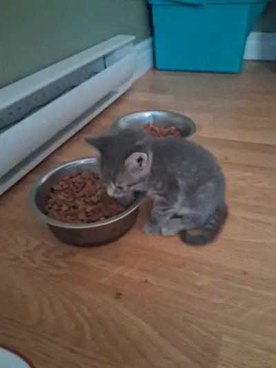 8 Week Old Kittens Available  For Sale, View more