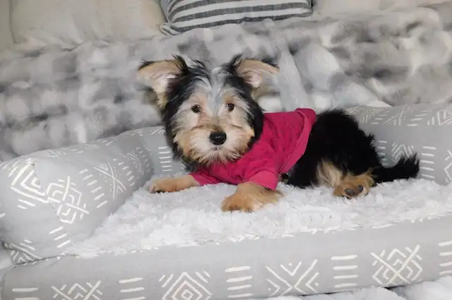 Tiny Toy Yorkie terrier puppy in Dogs & Puppies for Rehoming in City of Toronto - Image 10