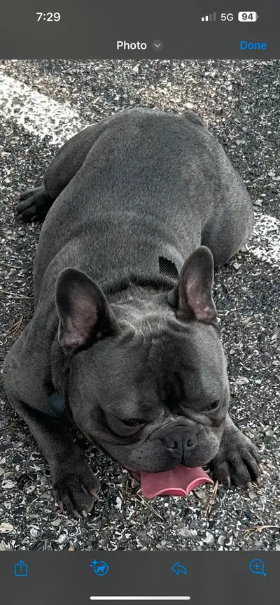 blue male French Bulldog , View more