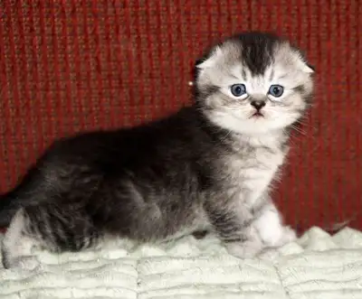 TICA Purebred Scottish Fold kittens from  Breeder, View more