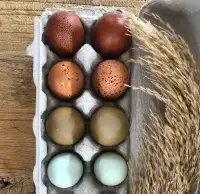 Quality Hatching Eggs