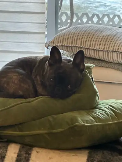 Belle boubou de 3 ans. Stérilisé, va sur pipi pad et dehors. Très calme dans la maison jappe peu. Af...