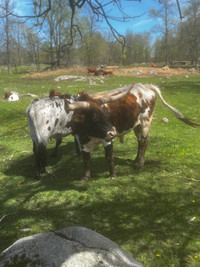 2 Texas longhorn bulls 