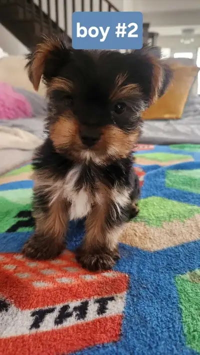 Adorable tiny Morkie Puppies, View more