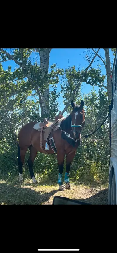 Barrel Horse- PRICE CHANGE, View more