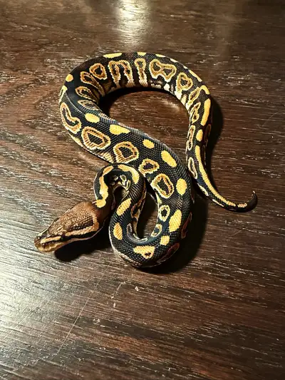 Ball pythons available 1.0 BP Cypress het Clown 69g/ $300 or best offer Making this awesome high qua...