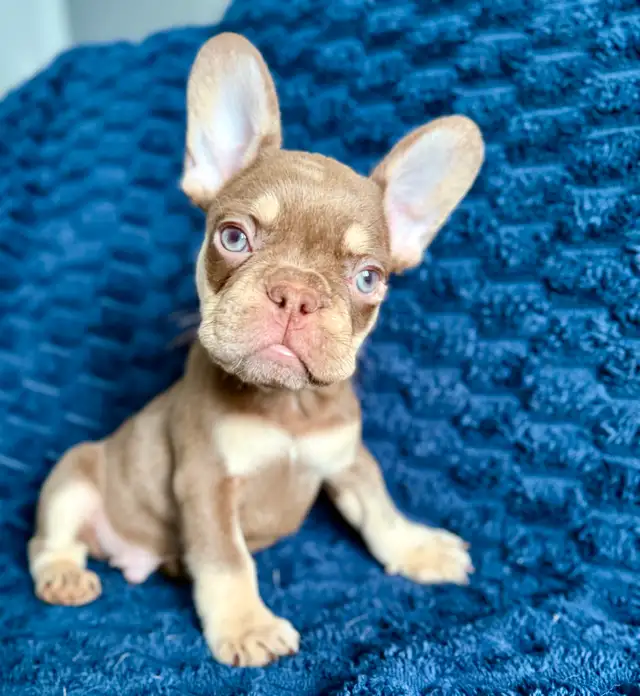 bouledogue français in Dogs & Puppies for Rehoming in Drummondville - Image 2