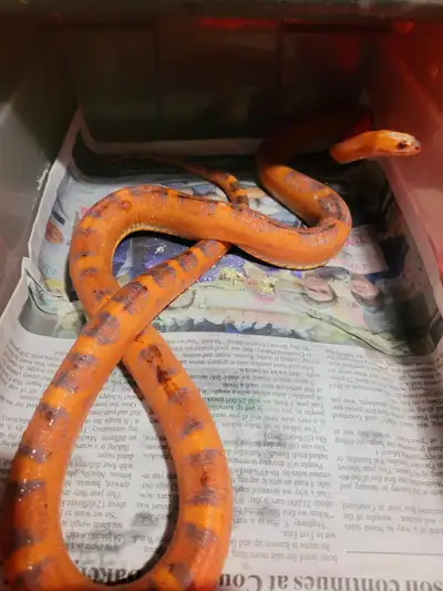 Adult Male Okeetee scaleless corn snake, View more