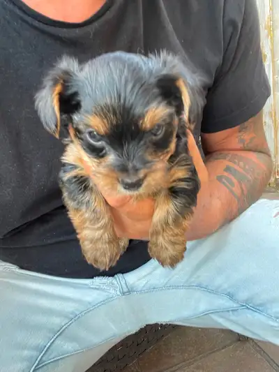2 Toy Yorkies Puppies for sale, View more