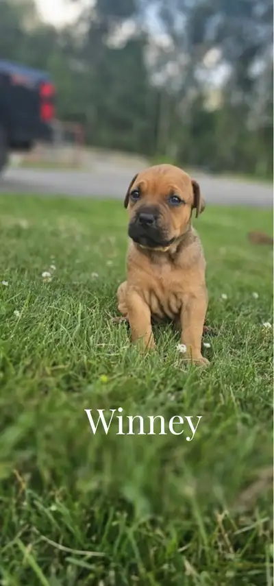 Cane Corso mix puppies, View more