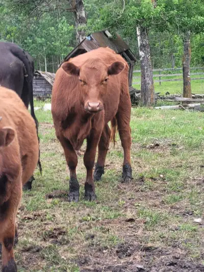 Yearling Angus, View more