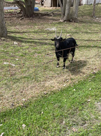 Pygmy buck goat 