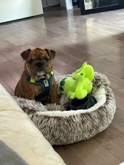 bouledogue anglais/ English bulldog, View more
