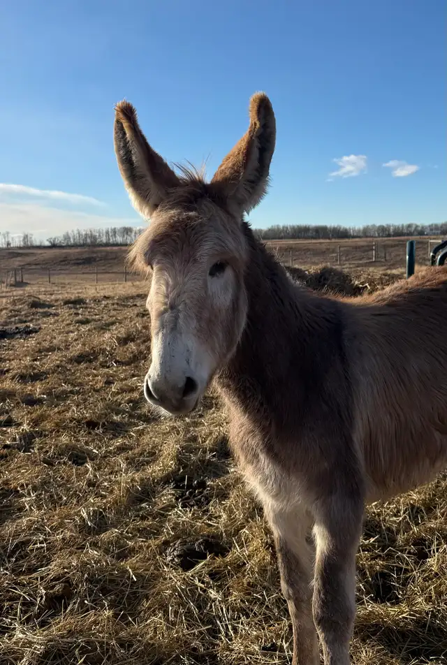 Standard Donkey - Jack in Livestock in Calgary - Image 2