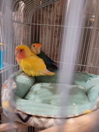 2 Beautiful love birds with cage  for rehoming