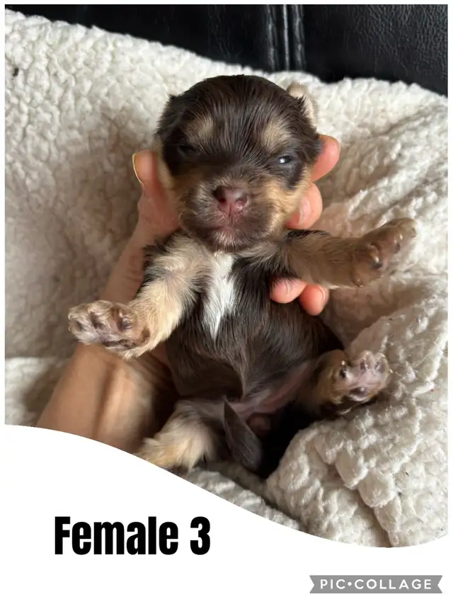 Biewer Terrier puppies in Dogs & Puppies for Rehoming in City of Toronto - Image 4