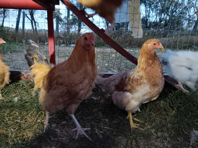 BYM pullets hatched June 6 in Livestock in Red Deer