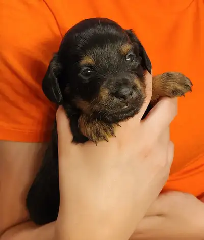 Short and Long Haired Miniature Dachshund Puppies