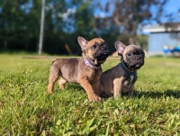 Two Beautiful French Bulldog Puppies