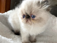 CFA Registered Exotic Kittens