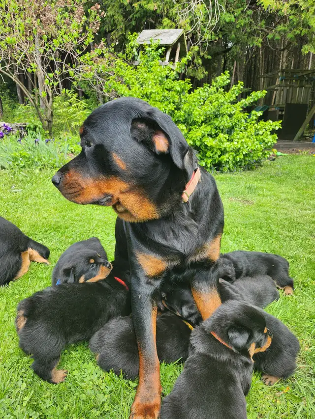Purebred German Rottweiller puppies in Dogs & Puppies for Rehoming in Oshawa / Durham Region - Image 3