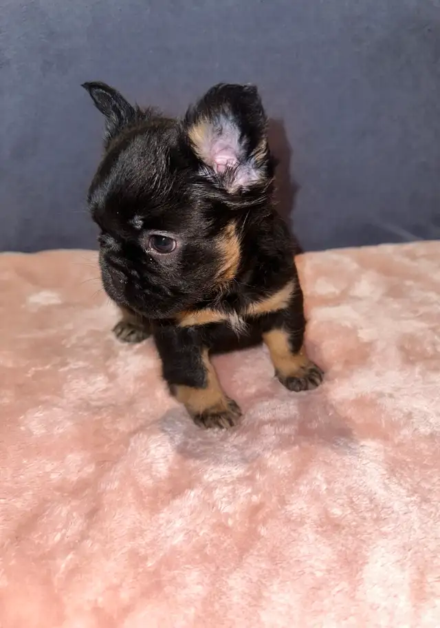 Fluffy Frenchie for Sale in Dogs & Puppies for Rehoming in City of Toronto - Image 7